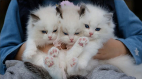 Cuidados Essenciais para Filhotes de Cães e Gatos: Guia Completo