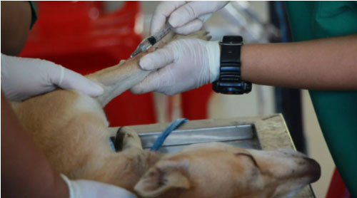 Vacinas Obrigatórias e Recomendadas para Pets: Guia Completo para a Saúde do Seu Animal